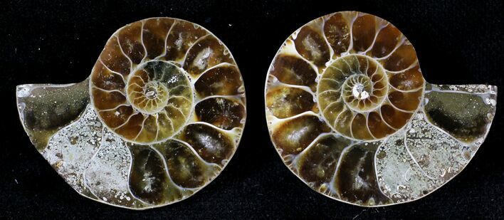 Small Desmoceras Ammonite Pair - #21419